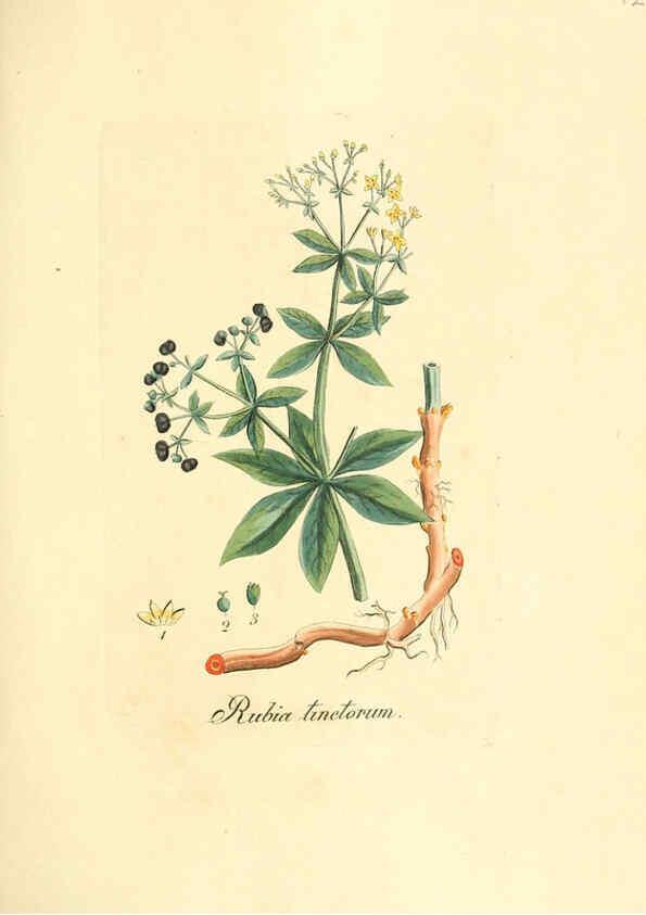 Reproducción/Reproduction 6032556100: Flora medica, oder, Abbildung der wichtigsten officinellen Pflanzen Jena,August Schmid,1831 [i.e. 1829-1831] 