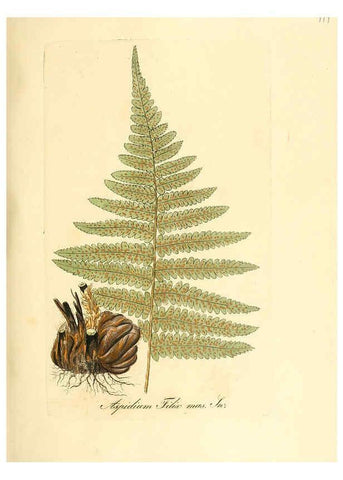 Reproducción/Reproduction 6032555664: Flora medica, oder, Abbildung der wichtigsten officinellen Pflanzen Jena,August Schmid,1831 [i.e. 1829-1831] 