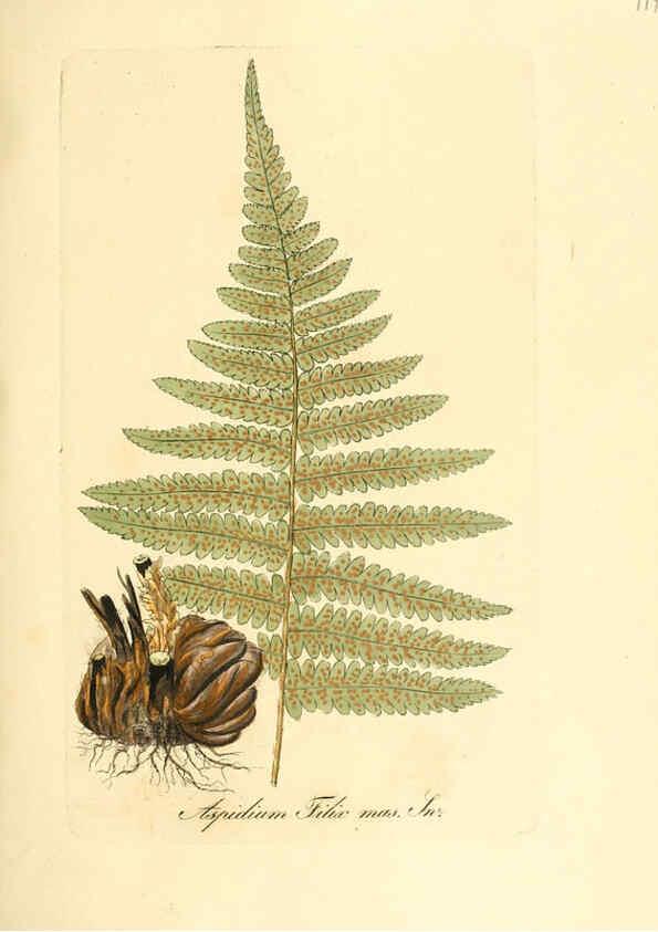 Reproducción/Reproduction 6032555664: Flora medica, oder, Abbildung der wichtigsten officinellen Pflanzen Jena,August Schmid,1831 [i.e. 1829-1831] 