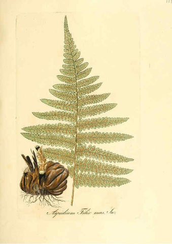 Reproducción/Reproduction 6032555664: Flora medica, oder, Abbildung der wichtigsten officinellen Pflanzen Jena,August Schmid,1831 [i.e. 1829-1831] 