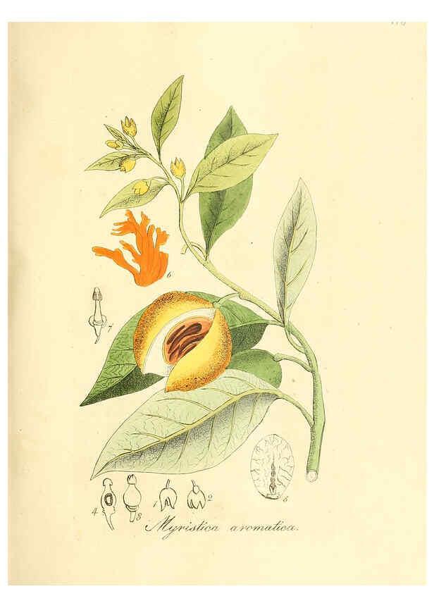 Reproducción/Reproduction 6032555472: Flora medica, oder, Abbildung der wichtigsten officinellen Pflanzen Jena,August Schmid,1831 [i.e. 1829-1831] 