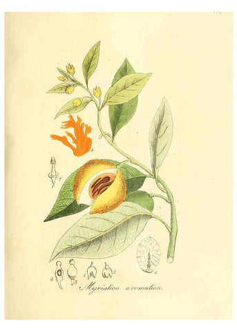 Reproducción/Reproduction 6032555472: Flora medica, oder, Abbildung der wichtigsten officinellen Pflanzen Jena,August Schmid,1831 [i.e. 1829-1831] 