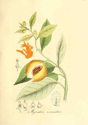 Reproducción/Reproduction 6032555472: Flora medica, oder, Abbildung der wichtigsten officinellen Pflanzen Jena,August Schmid,1831 [i.e. 1829-1831] 