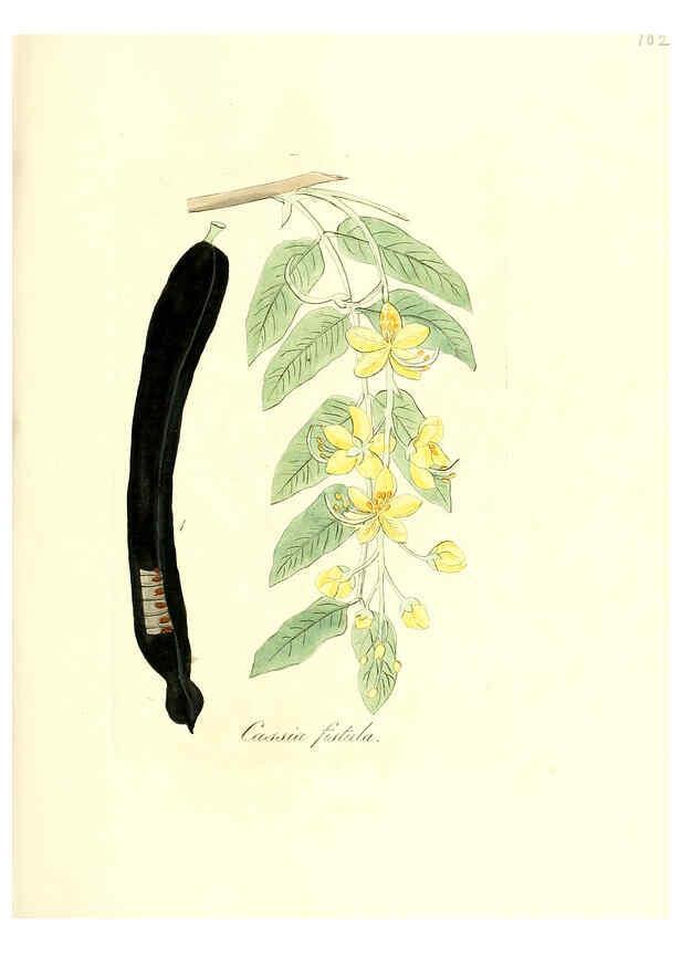 Reproducción/Reproduction 6031991883: Flora medica, oder, Abbildung der wichtigsten officinellen Pflanzen Jena,August Schmid,1831 [i.e. 1829-1831] 