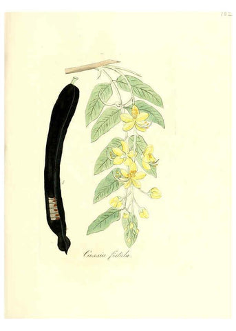 Reproducción/Reproduction 6031991883: Flora medica, oder, Abbildung der wichtigsten officinellen Pflanzen Jena,August Schmid,1831 [i.e. 1829-1831] 