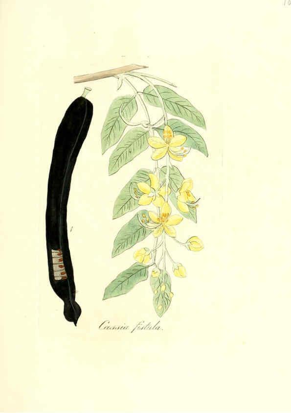 Reproducción/Reproduction 6031991883: Flora medica, oder, Abbildung der wichtigsten officinellen Pflanzen Jena,August Schmid,1831 [i.e. 1829-1831] 