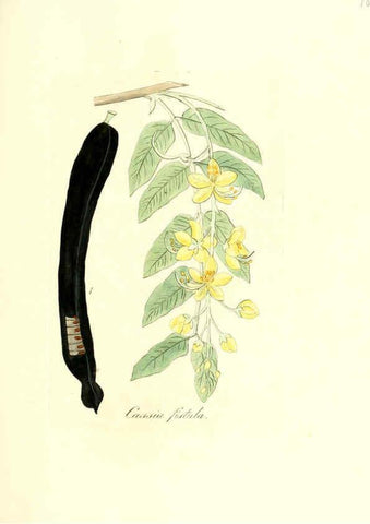 Reproducción/Reproduction 6031991883: Flora medica, oder, Abbildung der wichtigsten officinellen Pflanzen Jena,August Schmid,1831 [i.e. 1829-1831] 