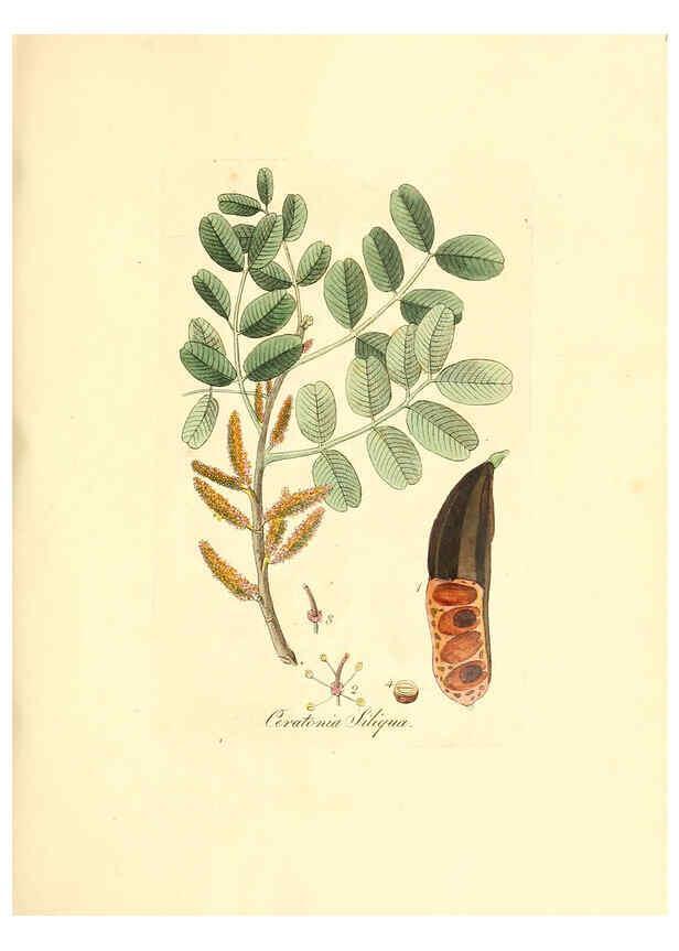 Reproducción/Reproduction 6031992177: Flora medica, oder, Abbildung der wichtigsten officinellen Pflanzen Jena,August Schmid,1831 [i.e. 1829-1831] 