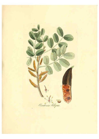 Reproducción/Reproduction 6031992177: Flora medica, oder, Abbildung der wichtigsten officinellen Pflanzen Jena,August Schmid,1831 [i.e. 1829-1831] 
