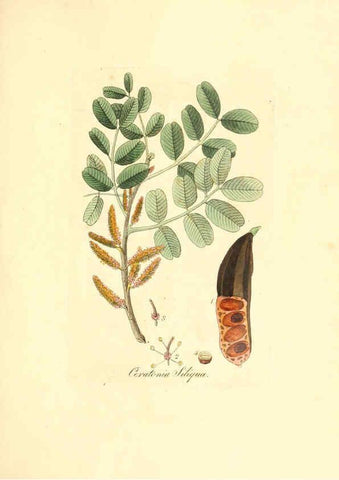 Reproducción/Reproduction 6031992177: Flora medica, oder, Abbildung der wichtigsten officinellen Pflanzen Jena,August Schmid,1831 [i.e. 1829-1831] 