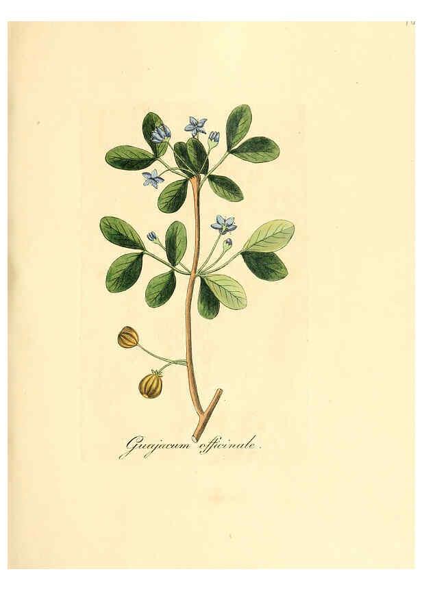 Reproducción/Reproduction 6032551722: Flora medica, oder, Abbildung der wichtigsten officinellen Pflanzen Jena,August Schmid,1831 [i.e. 1829-1831] 