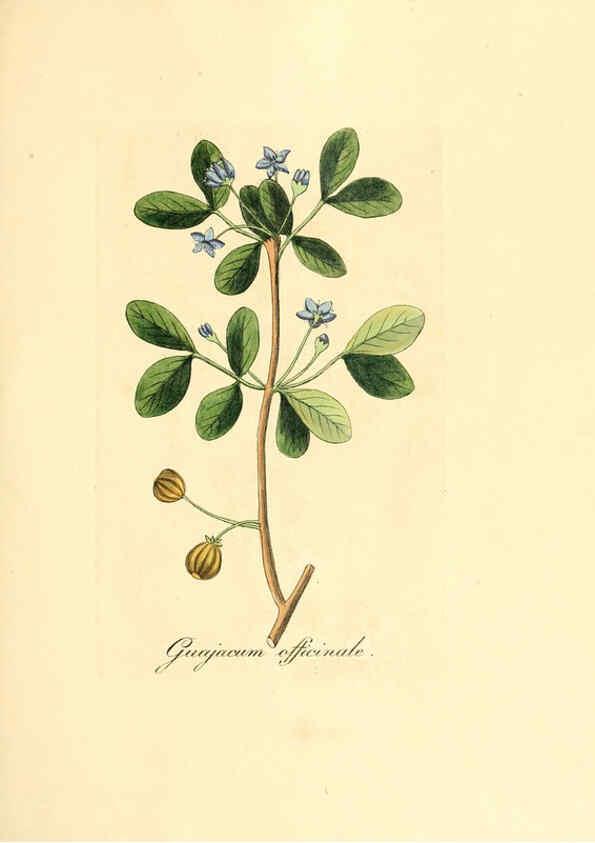 Reproducción/Reproduction 6032551722: Flora medica, oder, Abbildung der wichtigsten officinellen Pflanzen Jena,August Schmid,1831 [i.e. 1829-1831] 