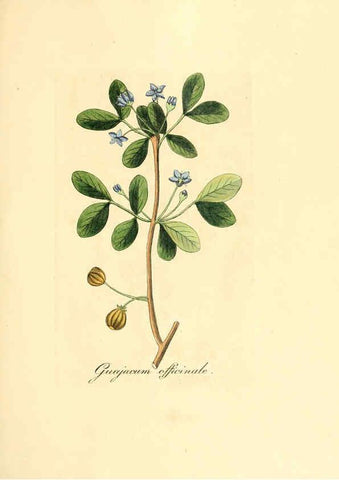 Reproducción/Reproduction 6032551722: Flora medica, oder, Abbildung der wichtigsten officinellen Pflanzen Jena,August Schmid,1831 [i.e. 1829-1831] 