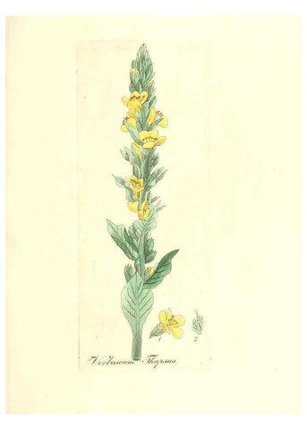 Reproducción/Reproduction 6032551994: Flora medica, oder, Abbildung der wichtigsten officinellen Pflanzen Jena,August Schmid,1831 [i.e. 1829-1831] 