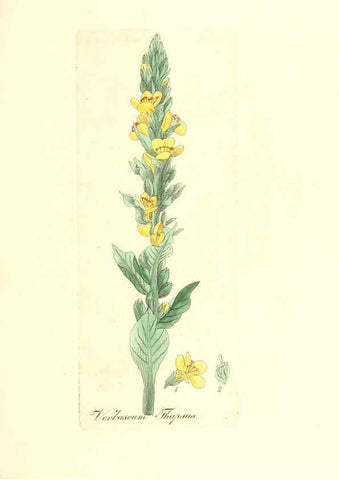 Reproducción/Reproduction 6032551994: Flora medica, oder, Abbildung der wichtigsten officinellen Pflanzen Jena,August Schmid,1831 [i.e. 1829-1831] 