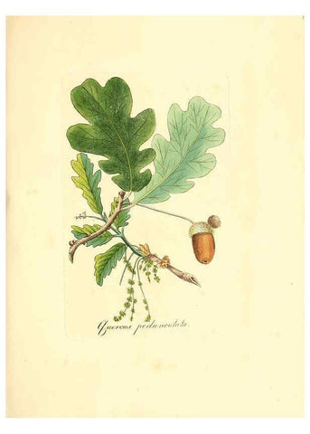 Reproducción/Reproduction 6031992833: Flora medica, oder, Abbildung der wichtigsten officinellen Pflanzen Jena,August Schmid,1831 [i.e. 1829-1831] 