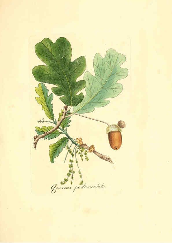 Reproducción/Reproduction 6031992833: Flora medica, oder, Abbildung der wichtigsten officinellen Pflanzen Jena,August Schmid,1831 [i.e. 1829-1831] 