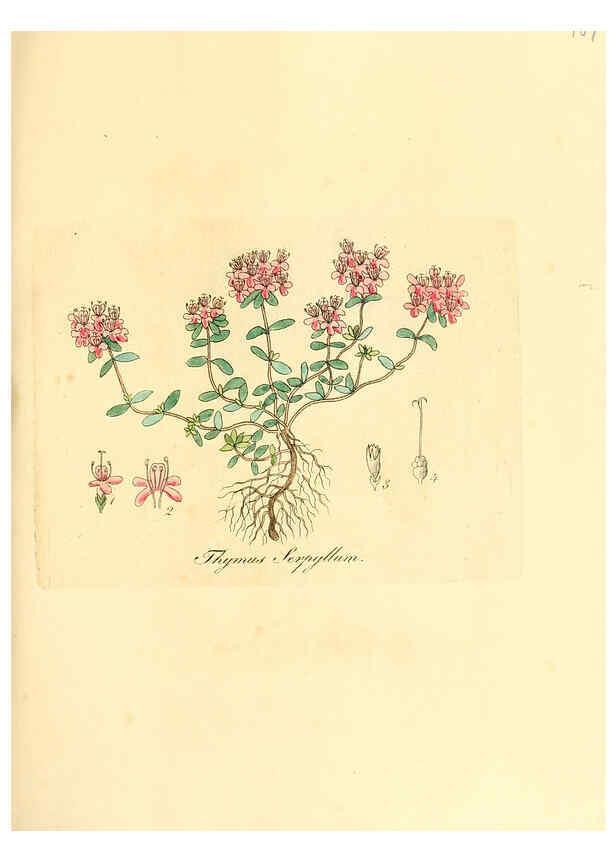 Reproducción/Reproduction 6031993111: Flora medica, oder, Abbildung der wichtigsten officinellen Pflanzen Jena,August Schmid,1831 [i.e. 1829-1831] 