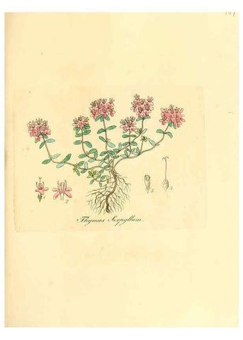 Reproducción/Reproduction 6031993111: Flora medica, oder, Abbildung der wichtigsten officinellen Pflanzen Jena,August Schmid,1831 [i.e. 1829-1831] 