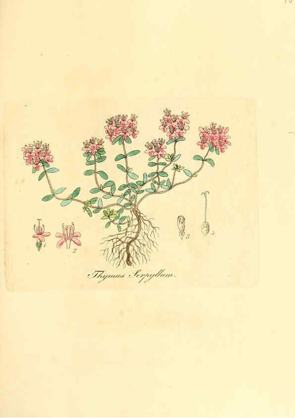 Reproducción/Reproduction 6031993111: Flora medica, oder, Abbildung der wichtigsten officinellen Pflanzen Jena,August Schmid,1831 [i.e. 1829-1831] 