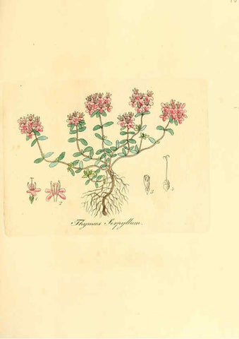 Reproducción/Reproduction 6031993111: Flora medica, oder, Abbildung der wichtigsten officinellen Pflanzen Jena,August Schmid,1831 [i.e. 1829-1831] 