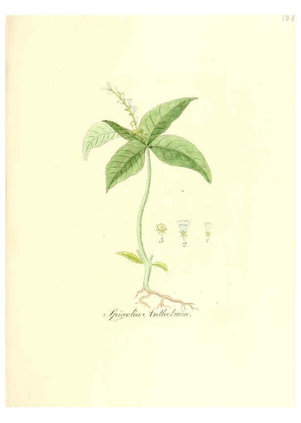 Reproducción/Reproduction 6032552746: Flora medica, oder, Abbildung der wichtigsten officinellen Pflanzen Jena,August Schmid,1831 [i.e. 1829-1831] 