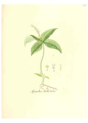 Reproducción/Reproduction 6032552746: Flora medica, oder, Abbildung der wichtigsten officinellen Pflanzen Jena,August Schmid,1831 [i.e. 1829-1831] 