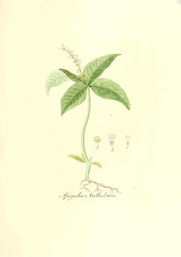 Reproducción/Reproduction 6032552746: Flora medica, oder, Abbildung der wichtigsten officinellen Pflanzen Jena,August Schmid,1831 [i.e. 1829-1831] 