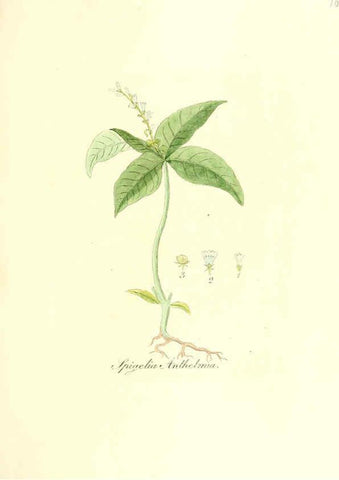 Reproducción/Reproduction 6032552746: Flora medica, oder, Abbildung der wichtigsten officinellen Pflanzen Jena,August Schmid,1831 [i.e. 1829-1831] 