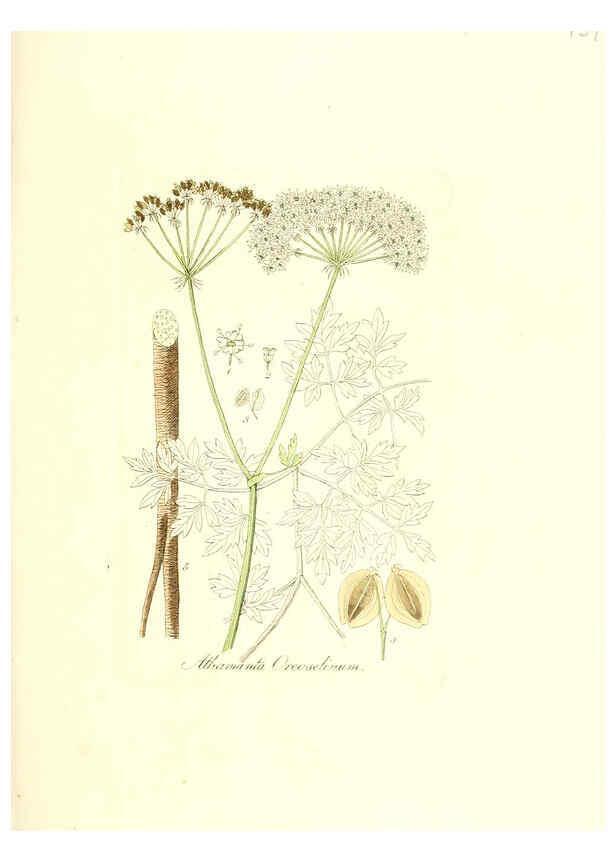 Reproducción/Reproduction 6032000601: Flora medica, oder, Abbildung der wichtigsten officinellen Pflanzen Jena,August Schmid,1831 [i.e. 1829-1831] 