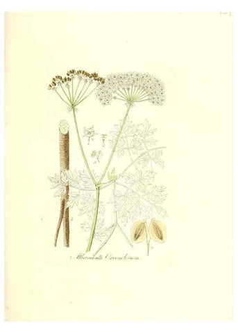 Reproducción/Reproduction 6032000601: Flora medica, oder, Abbildung der wichtigsten officinellen Pflanzen Jena,August Schmid,1831 [i.e. 1829-1831] 