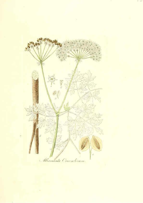 Reproducción/Reproduction 6032000601: Flora medica, oder, Abbildung der wichtigsten officinellen Pflanzen Jena,August Schmid,1831 [i.e. 1829-1831] 
