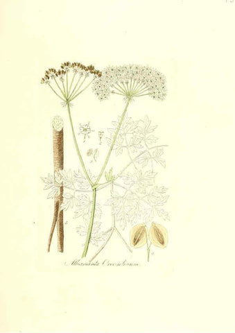Reproducción/Reproduction 6032000601: Flora medica, oder, Abbildung der wichtigsten officinellen Pflanzen Jena,August Schmid,1831 [i.e. 1829-1831] 