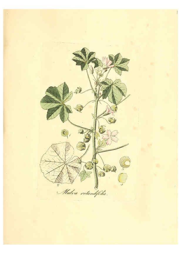 Reproducción/Reproduction 6031993665: Flora medica, oder, Abbildung der wichtigsten officinellen Pflanzen Jena,August Schmid,1831 [i.e. 1829-1831] 