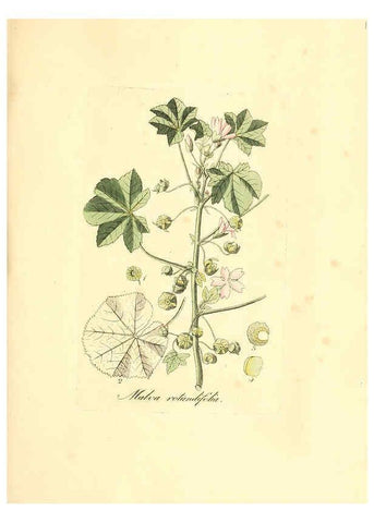 Reproducción/Reproduction 6031993665: Flora medica, oder, Abbildung der wichtigsten officinellen Pflanzen Jena,August Schmid,1831 [i.e. 1829-1831] 