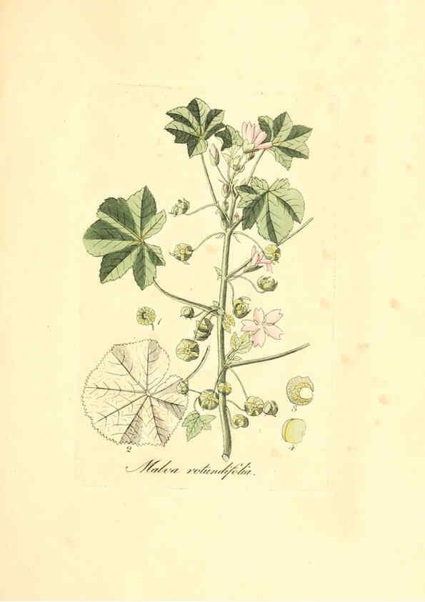 Reproducción/Reproduction 6031993665: Flora medica, oder, Abbildung der wichtigsten officinellen Pflanzen Jena,August Schmid,1831 [i.e. 1829-1831] 