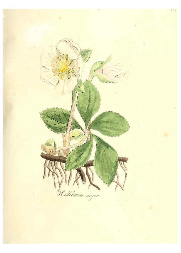 Reproducción/Reproduction 6031994437: Flora medica, oder, Abbildung der wichtigsten officinellen Pflanzen Jena,August Schmid,1831 [i.e. 1829-1831] 