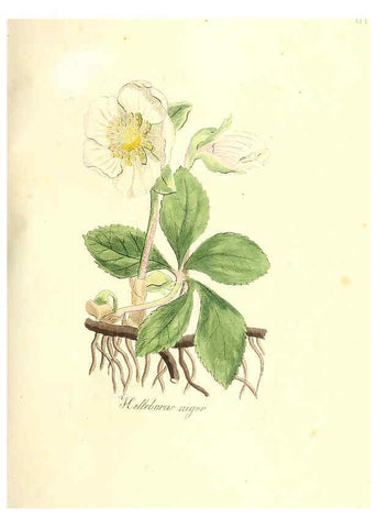 Reproducción/Reproduction 6031994437: Flora medica, oder, Abbildung der wichtigsten officinellen Pflanzen Jena,August Schmid,1831 [i.e. 1829-1831] 