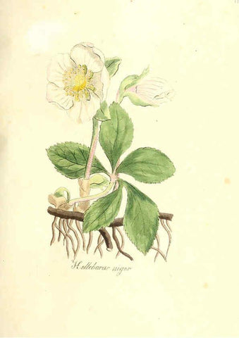 Reproducción/Reproduction 6031994437: Flora medica, oder, Abbildung der wichtigsten officinellen Pflanzen Jena,August Schmid,1831 [i.e. 1829-1831] 