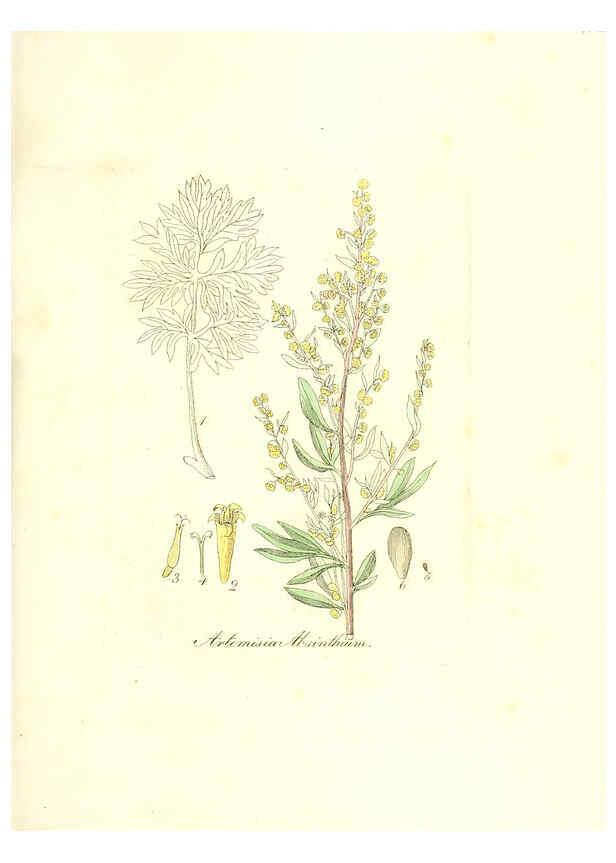 Reproducción/Reproduction 6032553988: Flora medica, oder, Abbildung der wichtigsten officinellen Pflanzen Jena,August Schmid,1831 [i.e. 1829-1831] 