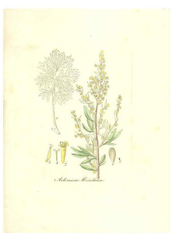 Reproducción/Reproduction 6032553988: Flora medica, oder, Abbildung der wichtigsten officinellen Pflanzen Jena,August Schmid,1831 [i.e. 1829-1831] 