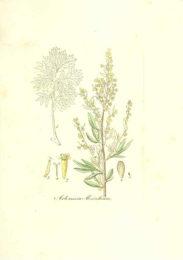 Reproducción/Reproduction 6032553988: Flora medica, oder, Abbildung der wichtigsten officinellen Pflanzen Jena,August Schmid,1831 [i.e. 1829-1831] 