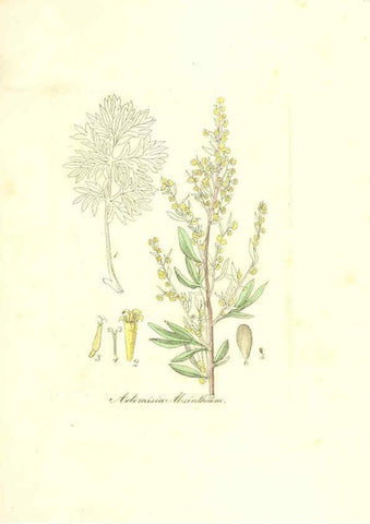 Reproducción/Reproduction 6032553988: Flora medica, oder, Abbildung der wichtigsten officinellen Pflanzen Jena,August Schmid,1831 [i.e. 1829-1831] 