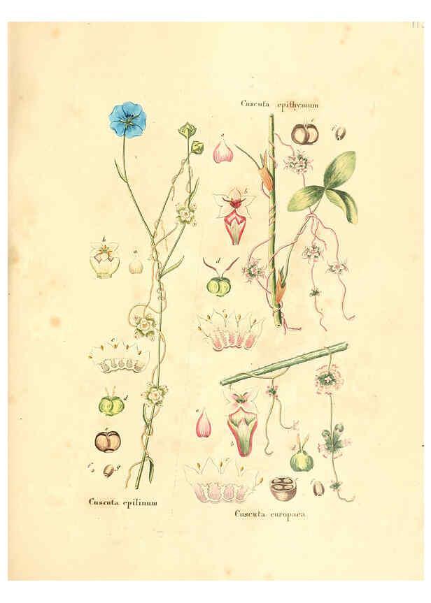 Reproducción/Reproduction 6032554176: Flora medica, oder, Abbildung der wichtigsten officinellen Pflanzen Jena,August Schmid,1831 [i.e. 1829-1831] 