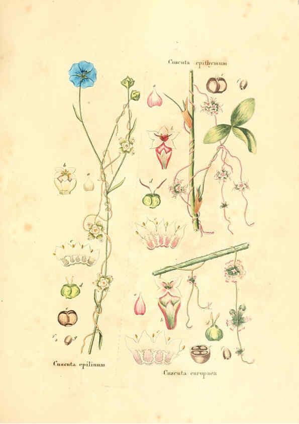 Reproducción/Reproduction 6032554176: Flora medica, oder, Abbildung der wichtigsten officinellen Pflanzen Jena,August Schmid,1831 [i.e. 1829-1831] 