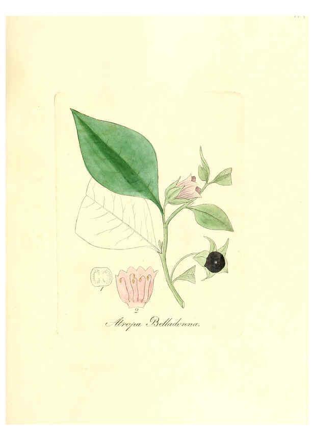Reproducción/Reproduction 6031995223: Flora medica, oder, Abbildung der wichtigsten officinellen Pflanzen Jena,August Schmid,1831 [i.e. 1829-1831] 
