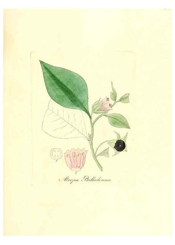 Reproducción/Reproduction 6031995223: Flora medica, oder, Abbildung der wichtigsten officinellen Pflanzen Jena,August Schmid,1831 [i.e. 1829-1831] 