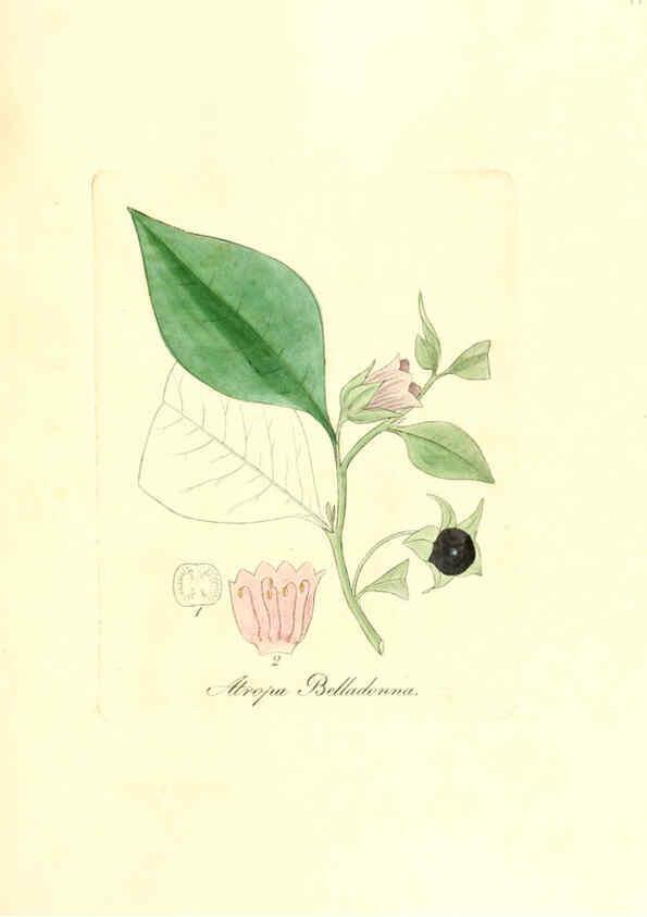 Reproducción/Reproduction 6031995223: Flora medica, oder, Abbildung der wichtigsten officinellen Pflanzen Jena,August Schmid,1831 [i.e. 1829-1831] 