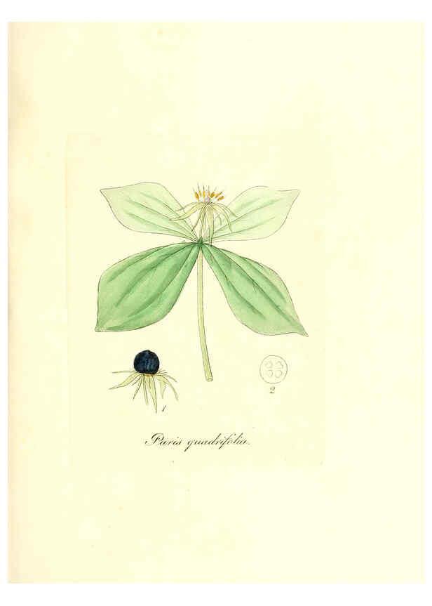 Reproducción/Reproduction 6031995583: Flora medica, oder, Abbildung der wichtigsten officinellen Pflanzen Jena,August Schmid,1831 [i.e. 1829-1831] 