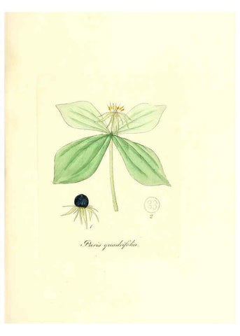 Reproducción/Reproduction 6031995583: Flora medica, oder, Abbildung der wichtigsten officinellen Pflanzen Jena,August Schmid,1831 [i.e. 1829-1831] 